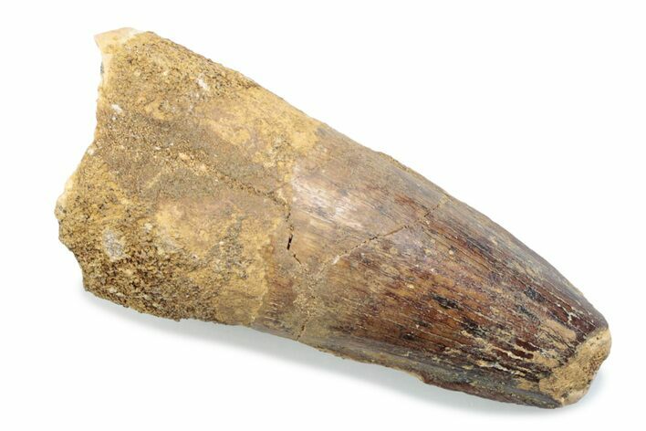 Fossil Spinosaurus Tooth - Feeding Worn Tooth #370513